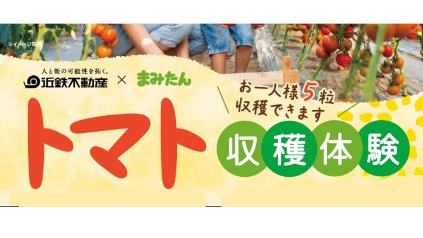 7月5日(日)開催！＜近鉄不動産×まみたん＞「トマト収穫体験」参加者大募集！／上本町YUFURA